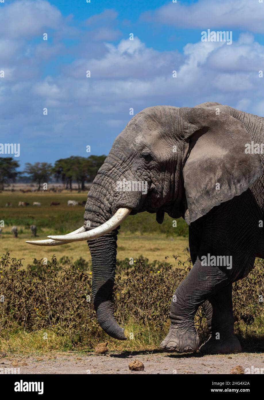 Elefant (Loxodonta africana) mit langen Stoßzähnen, Kajiado County, Amboseli, Kenia Stockfoto