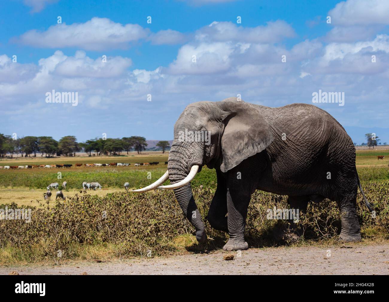 Elefant (Loxodonta africana) mit langen Stoßzähnen, Kajiado County, Amboseli, Kenia Stockfoto