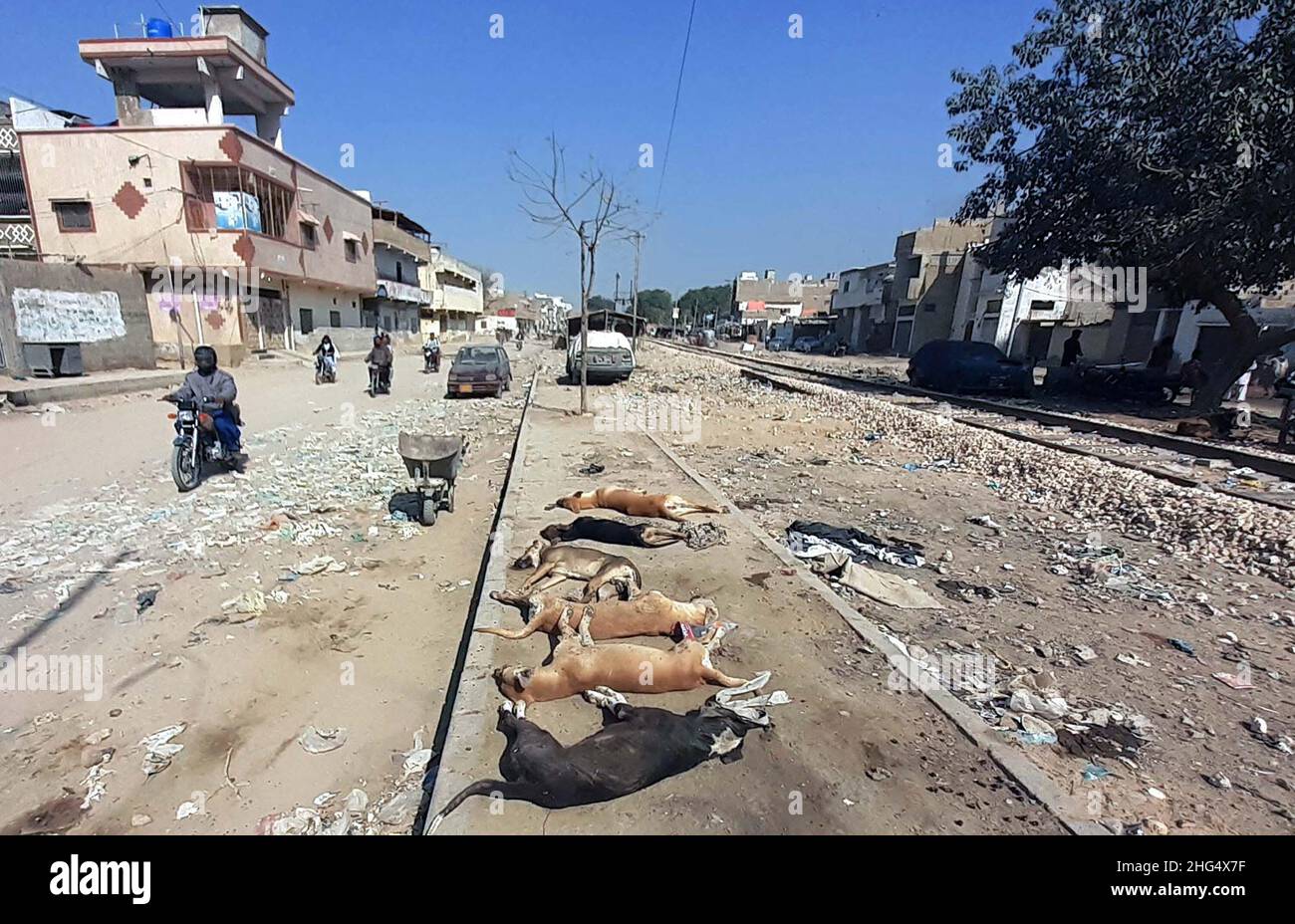 DMC-Mitarbeiter, die tote Hunde auf einer nahe gelegenen Bahnstrecke am Straßenrand abwerfen, nachdem sie sie während einer Anti-Hunde-Kampagne durch Vergiftungen getötet haben, benötigen die Aufmerksamkeit der betroffenen Abteilung, die sich am Dienstag, dem 18. Januar 2022, im Malir Model Colony-Gebiet von Karachi befindet. Kredit: Asianet-Pakistan/Alamy Live Nachrichten Stockfoto