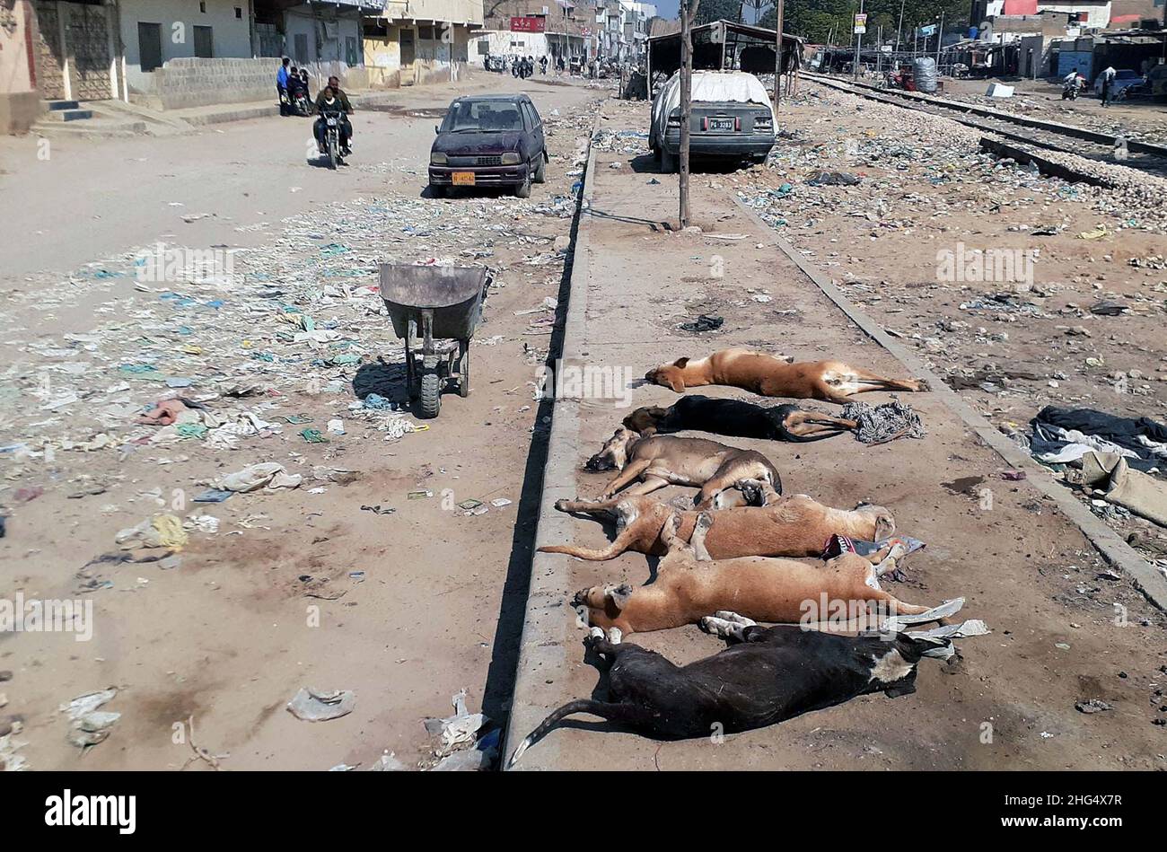 DMC-Mitarbeiter, die tote Hunde auf einer nahe gelegenen Bahnstrecke am Straßenrand abwerfen, nachdem sie sie während einer Anti-Hunde-Kampagne durch Vergiftungen getötet haben, benötigen die Aufmerksamkeit der betroffenen Abteilung, die sich am Dienstag, dem 18. Januar 2022, im Malir Model Colony-Gebiet von Karachi befindet. Kredit: Asianet-Pakistan/Alamy Live Nachrichten Stockfoto