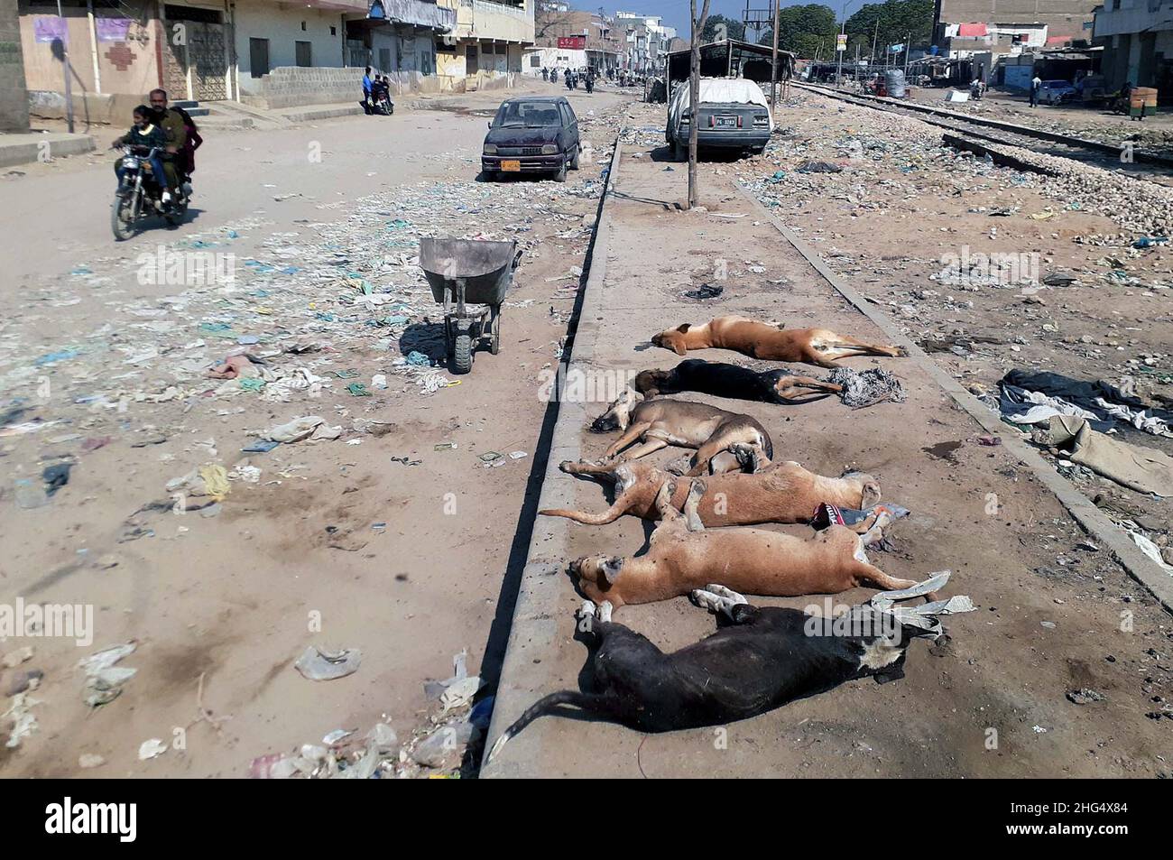 DMC-Mitarbeiter, die tote Hunde auf einer nahe gelegenen Bahnstrecke am Straßenrand abwerfen, nachdem sie sie während einer Anti-Hunde-Kampagne durch Vergiftungen getötet haben, benötigen die Aufmerksamkeit der betroffenen Abteilung, die sich am Dienstag, dem 18. Januar 2022, im Malir Model Colony-Gebiet von Karachi befindet. Kredit: Asianet-Pakistan/Alamy Live Nachrichten Stockfoto
