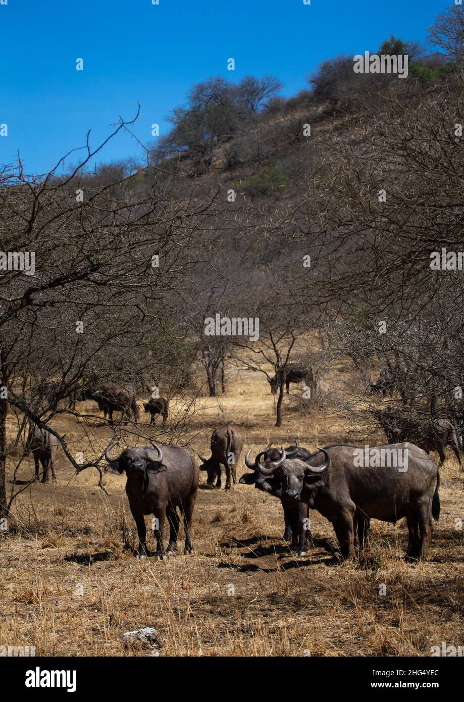 Büffel in einem trockenen Busch, Coast Province, Tsavo West National Park, Kenia Stockfoto