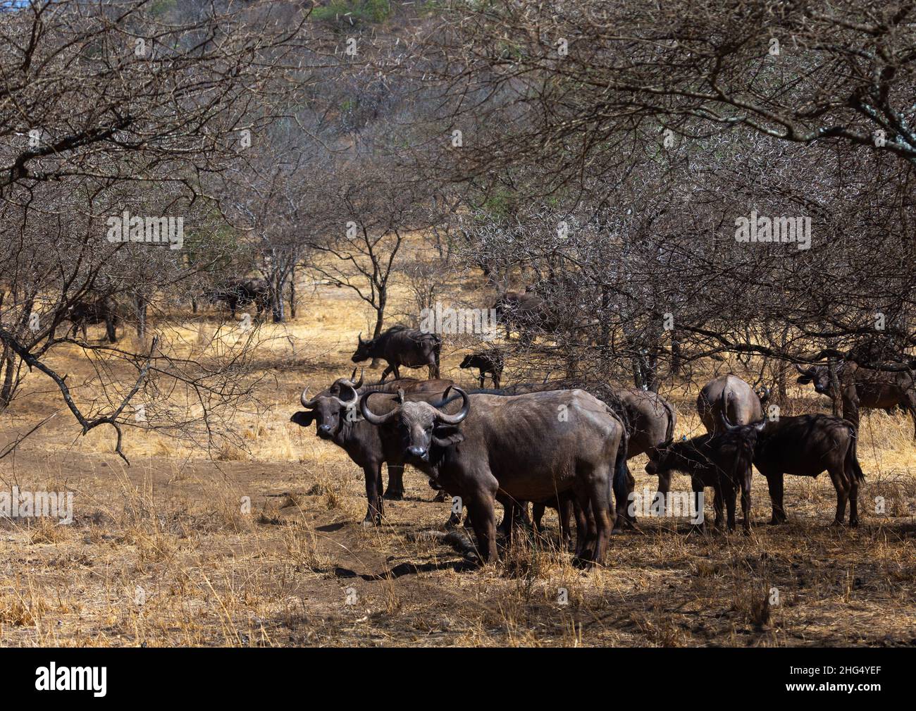 Büffel in einem trockenen Busch, Coast Province, Tsavo West National Park, Kenia Stockfoto
