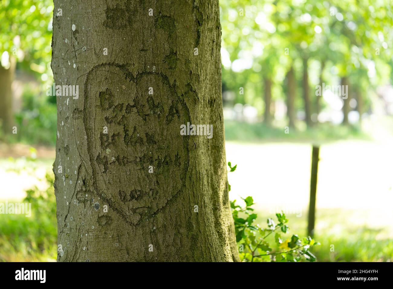 Buchstaben und ein Herz in die Rinde von a geschnitzt Grünes Baumkonzept für Liebe und Nähe Stockfoto
