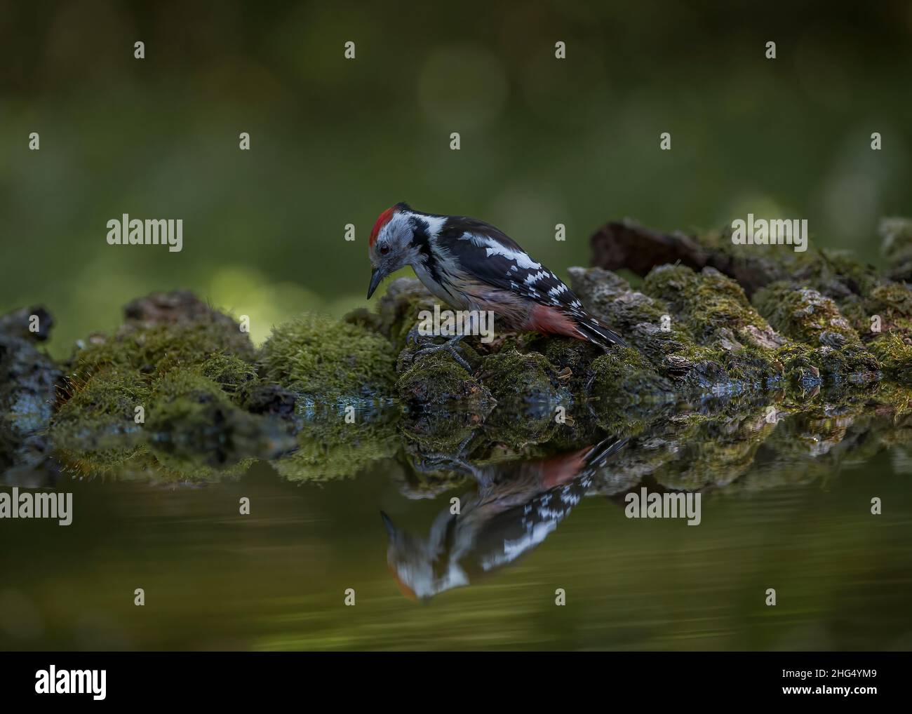 Mittelfleckiger Specht (Dendrocopos medius) beim Baden im Waldbecken, Hortobágy-Nationalpark, Ungarn Stockfoto