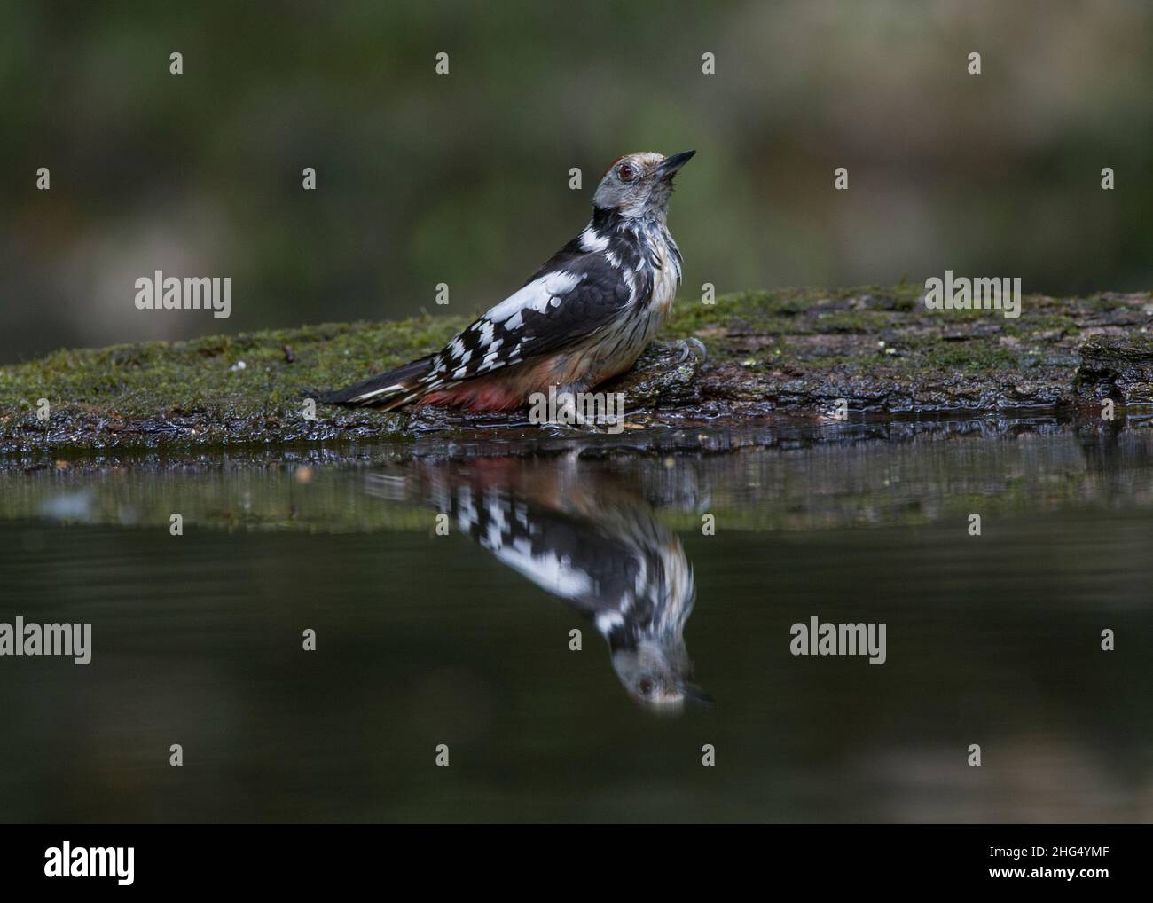 Mittelfleckiger Specht (Dendrocopos medius) beim Baden im Waldbecken, Hortobágy-Nationalpark, Ungarn Stockfoto