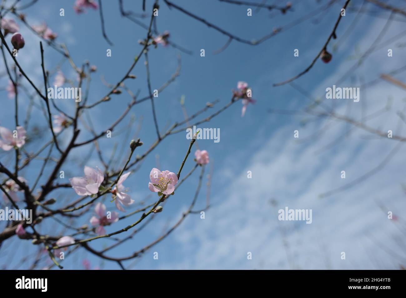 Pfirsichblüte im Mondneujahr Stockfoto