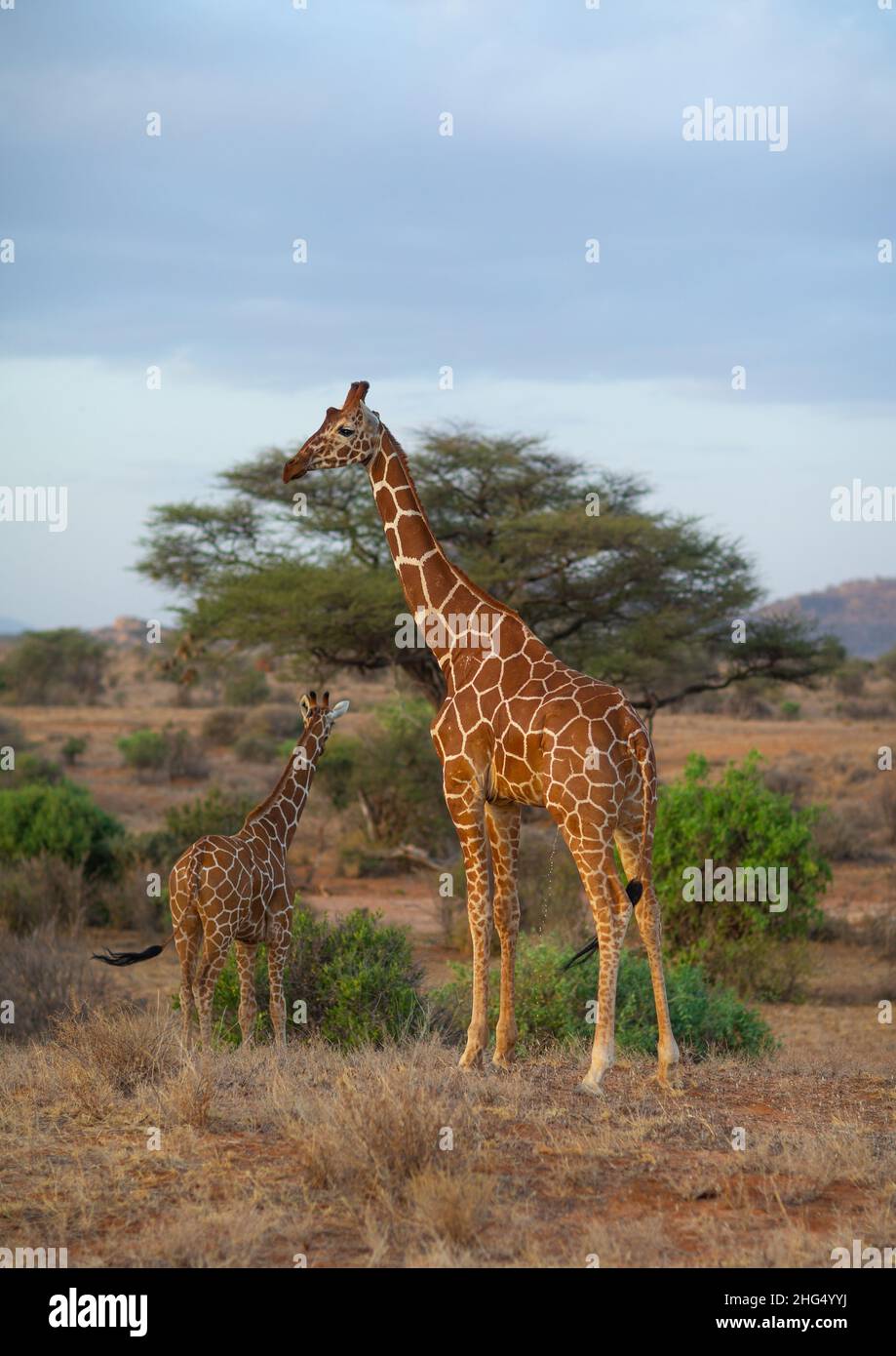 Netzgiraffen (Giraffa camelopardalis reticulata) im Busch, Samburu County, Samburu National Reserve, Kenia Stockfoto