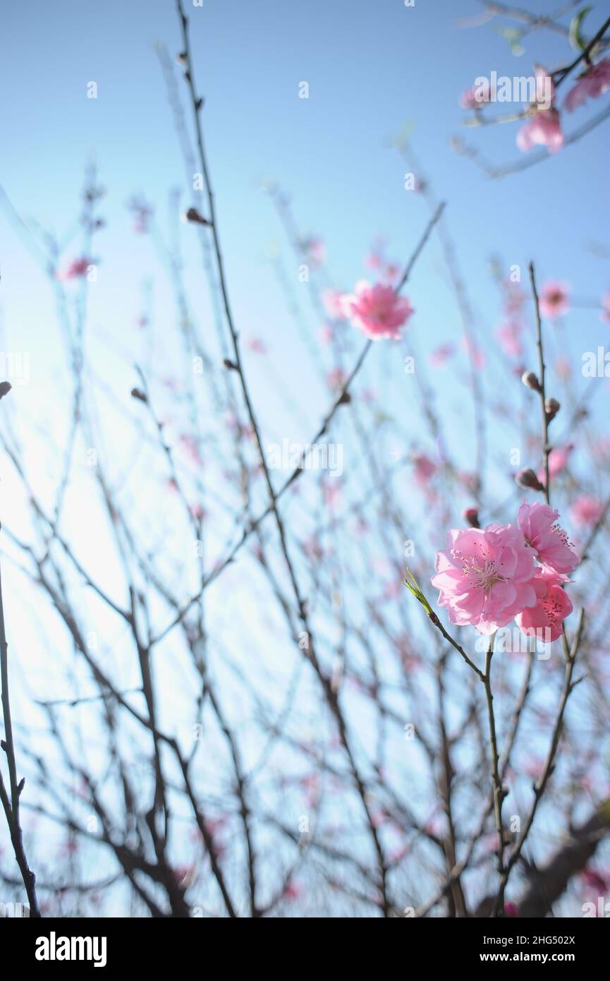 Pfirsichblüte im Mondneujahr Stockfoto