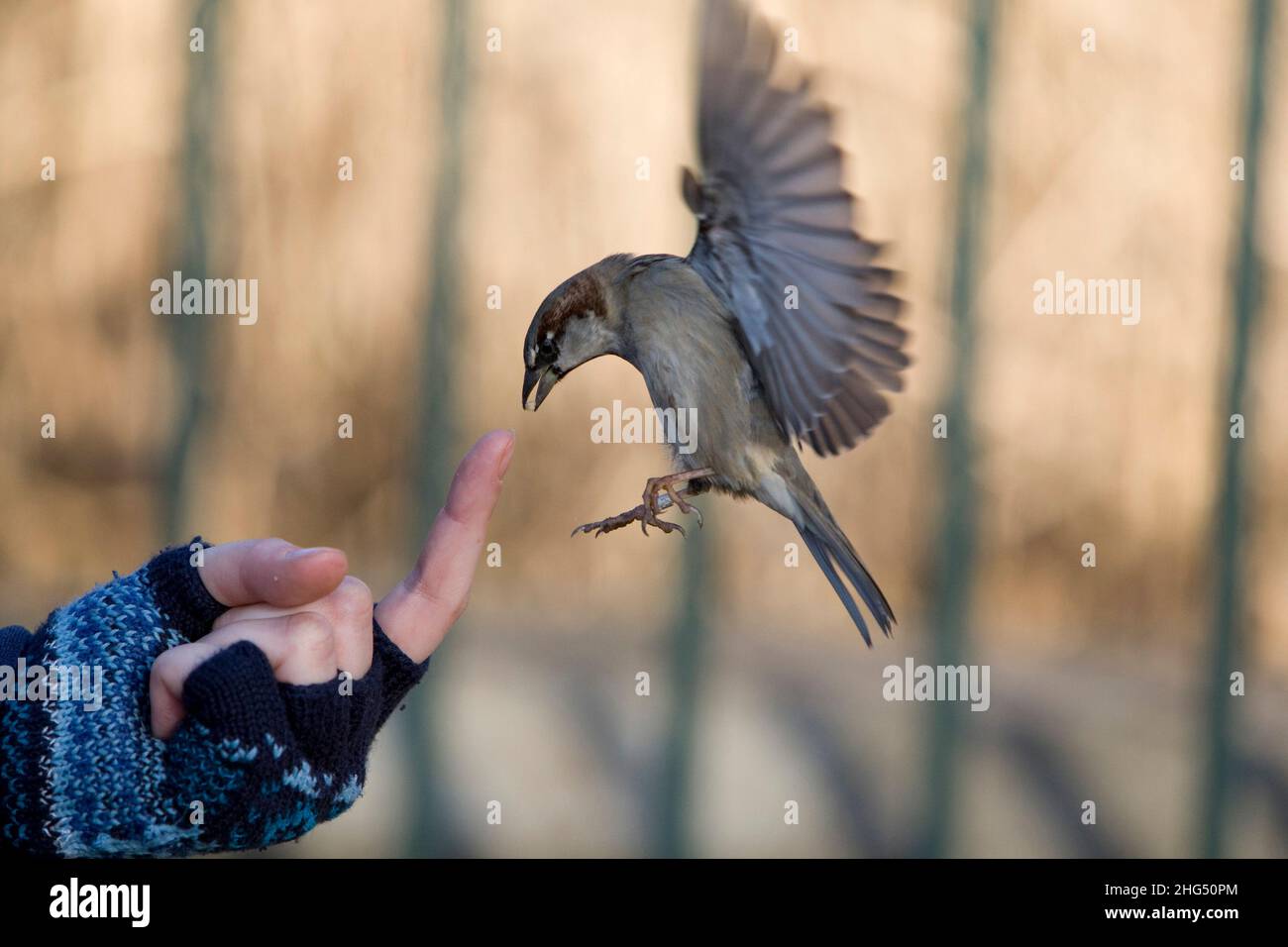 Ein männlicher Haussparrow schwebt vor dem Finger, um etwas zu essen zu greifen Stockfoto