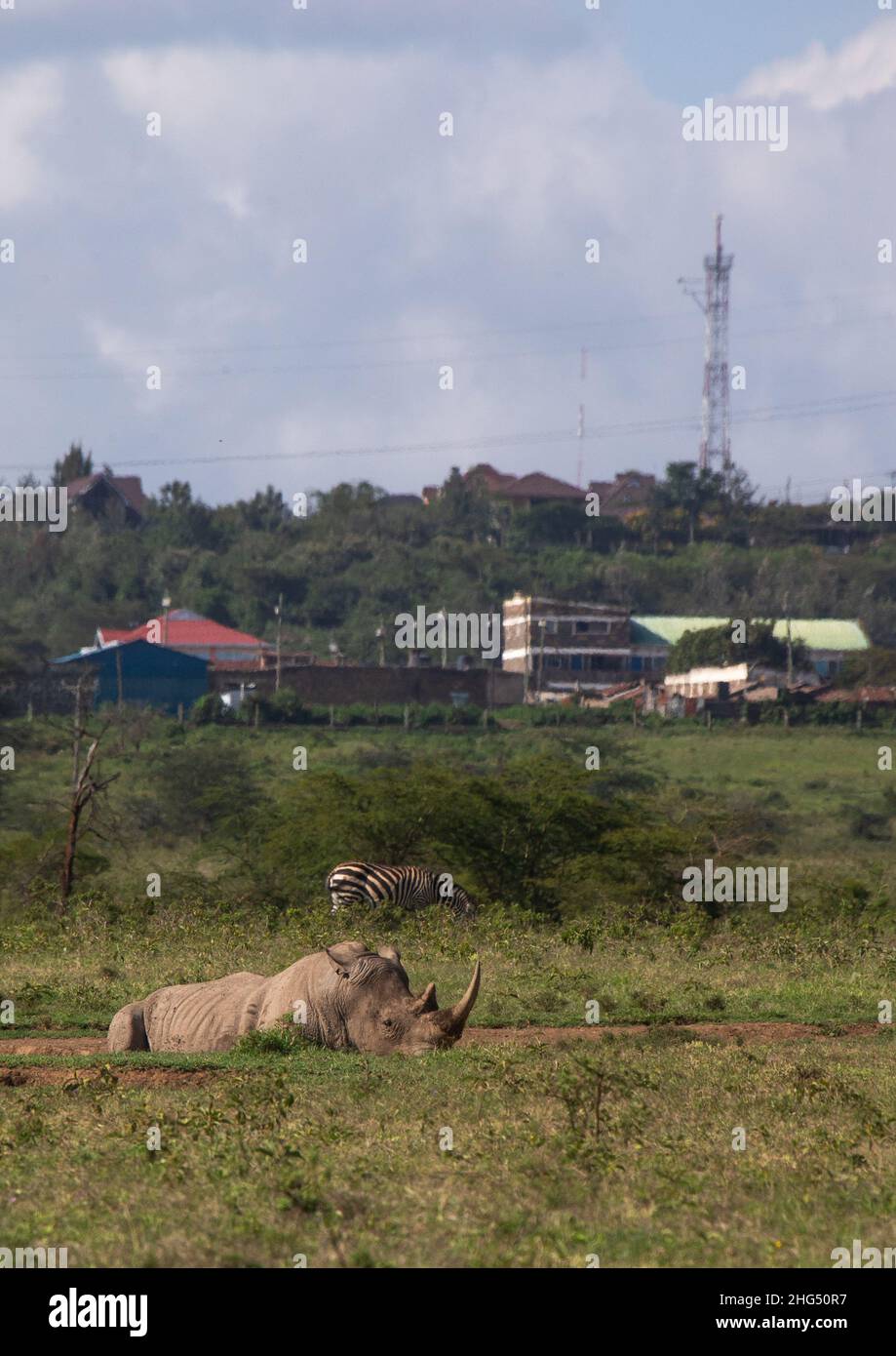 Weißes Nashorn vor einer Stadt, Provinz Rift Valley, Nakuru, Kenia Stockfoto