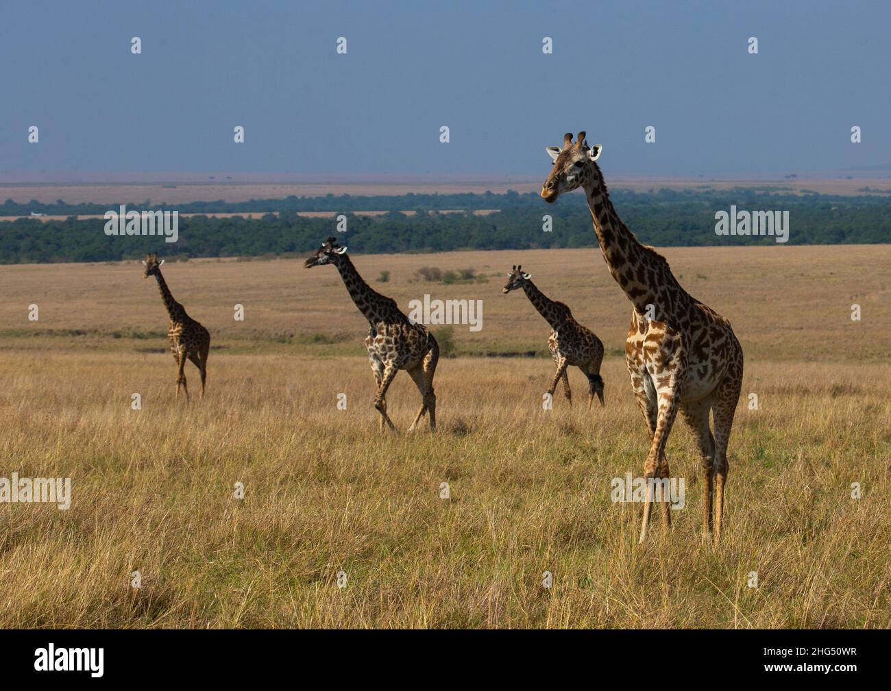 Giraffen in der Savanne, Provinz Rift Valley, Maasai Mara, Kenia Stockfoto