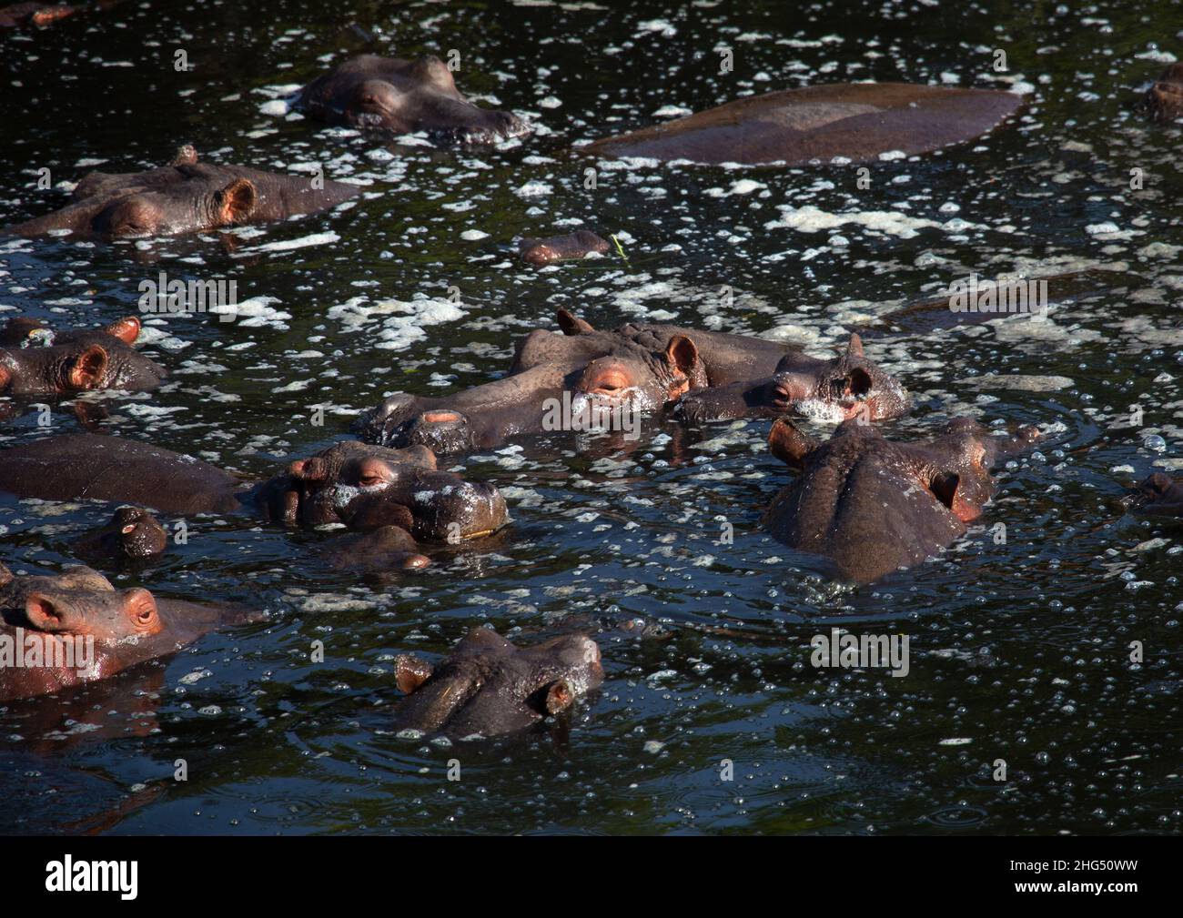 Hippopotamus (Hippopotamus amphibius) im Wasser, Rift Valley Province, Maasai Mara, Kenia Stockfoto