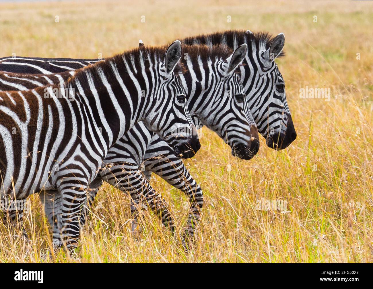 Drei Zebras von der Seite gesehen, Rift Valley Province, Maasai Mara, Kenia Stockfoto