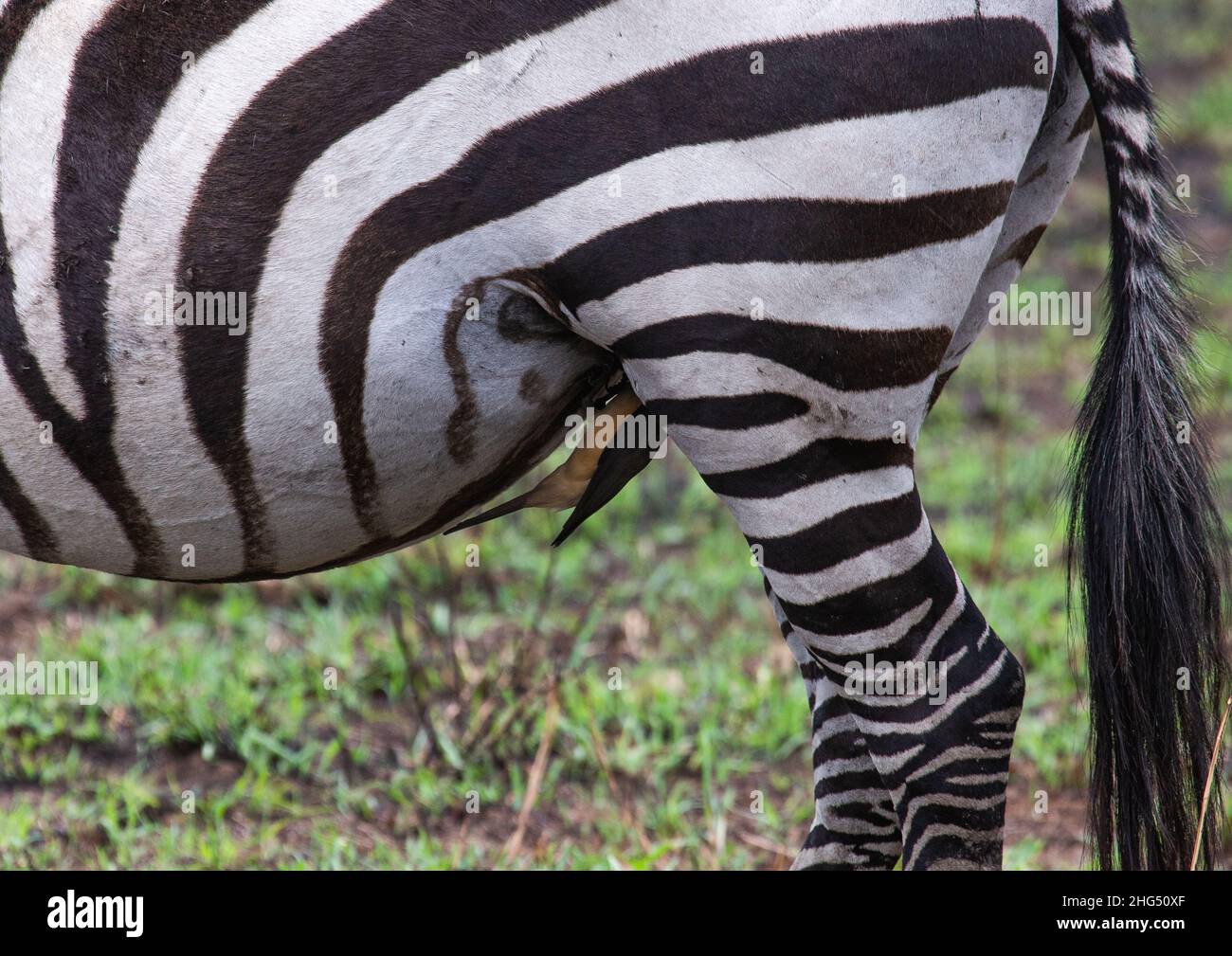 Vögel fressen Parasiten auf einem Zebra, Rift Valley Province, Maasai Mara, Kenia Stockfoto
