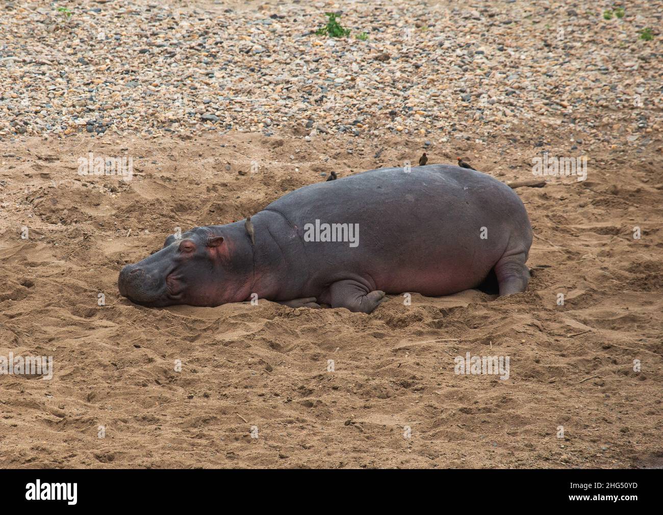Hippopotamus (Hippopotamus amphibius) schläft auf dem Sand, Rift Valley Province, Maasai Mara, Kenia Stockfoto