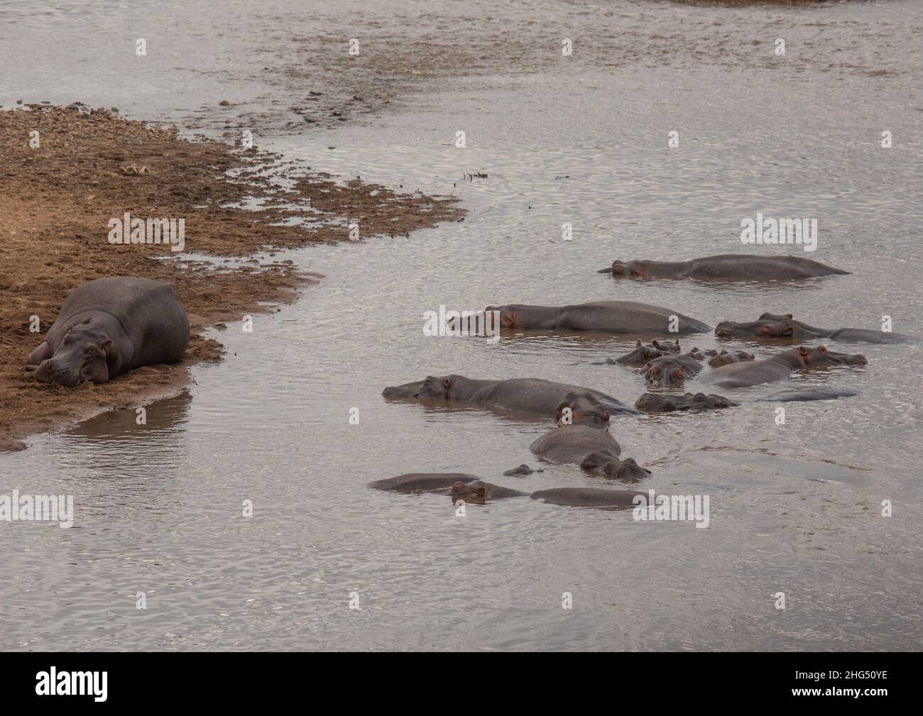 Hippopotamus (Hippopotamus amphibius) in einem Fluss, Rift Valley Province, Maasai Mara, Kenia Stockfoto