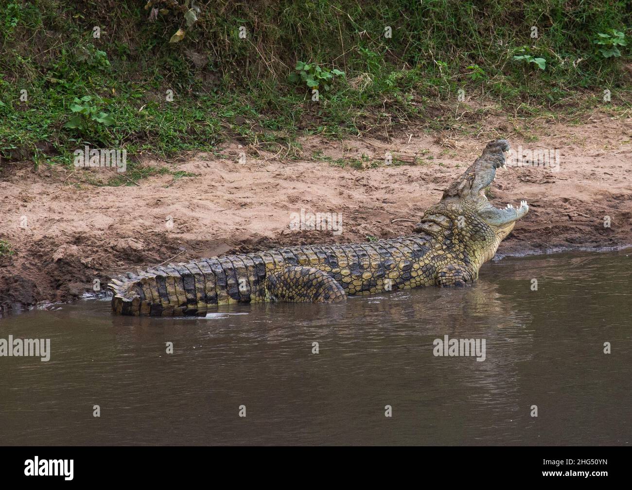 Krokodil mit offenem Mund, Rift Valley Province, Maasai Mara, Kenia Stockfoto