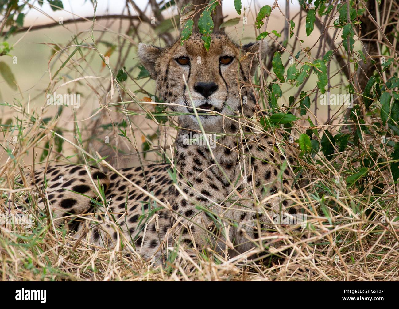 Gepard (Acinonyx jubatus) versteckt sich in der Savanne, Rift Valley Province, Maasai Mara, Kenia Stockfoto