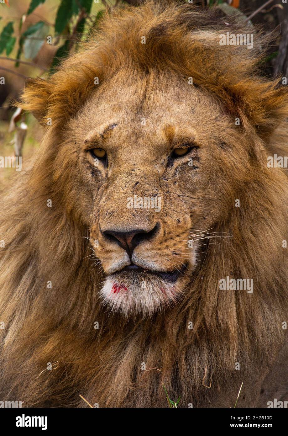 Löwenkopf, Provinz Rift Valley, Maasai Mara, Kenia Stockfoto