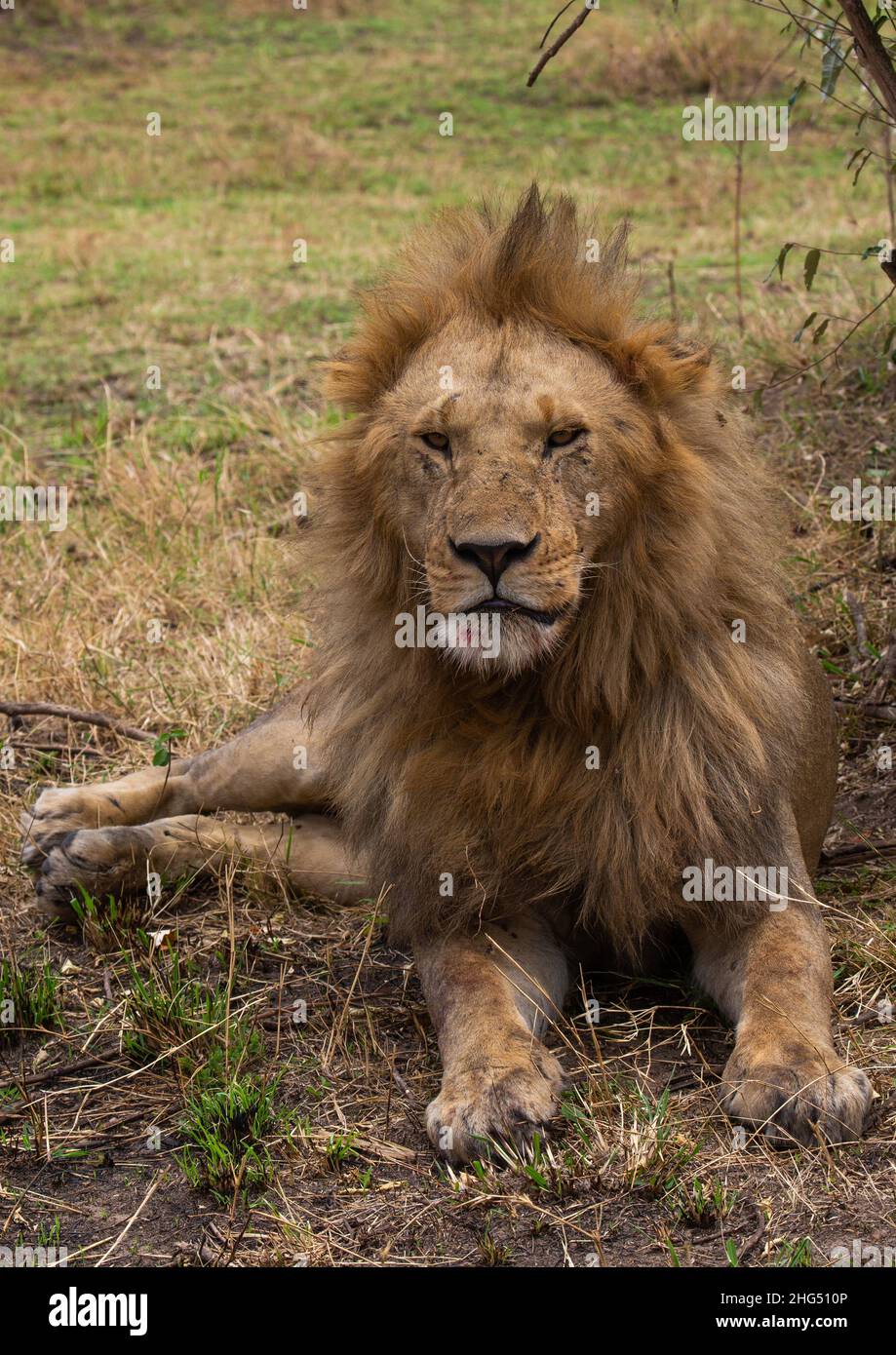 Lion blickt auf die Kamera, Rift Valley Province, Maasai Mara, Kenia Stockfoto