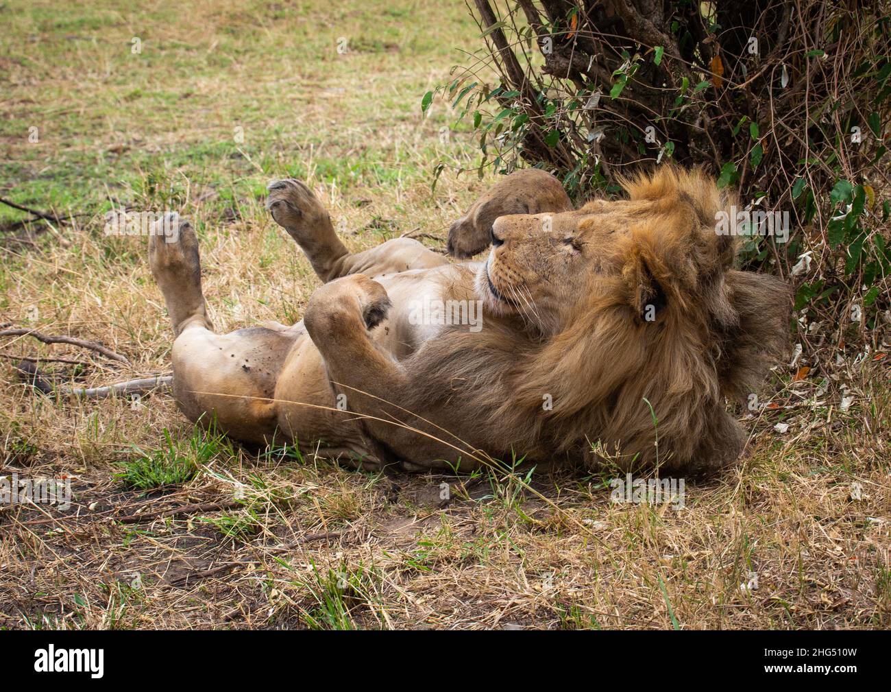 Löwe rollt auf dem Rücken, Rift Valley Province, Maasai Mara, Kenia Stockfoto
