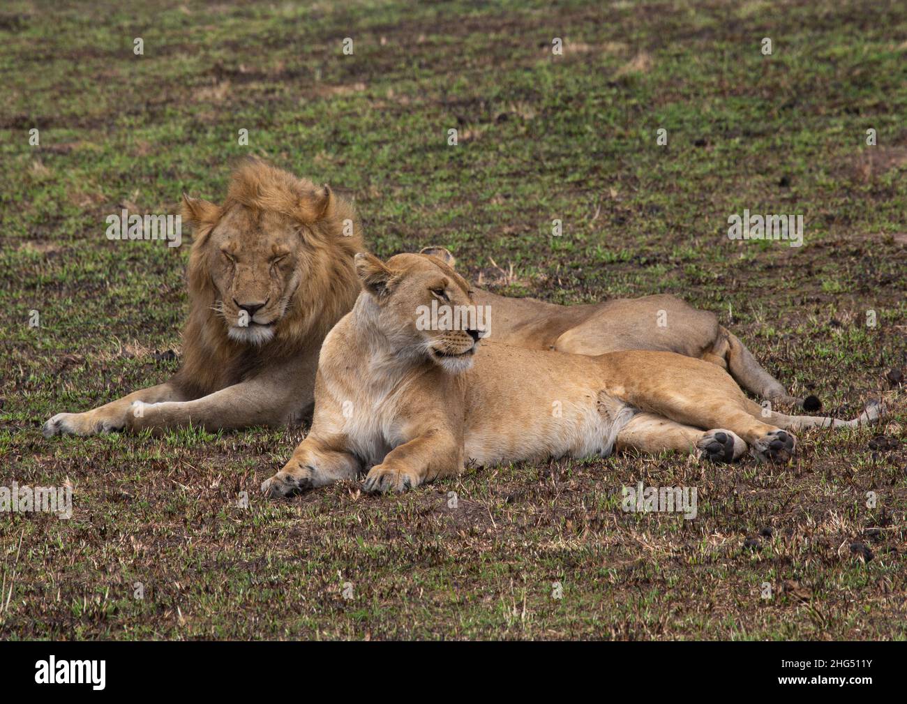 Löwenpaar bereit zu paaren, Rift Valley Province, Maasai Mara, Kenia Stockfoto