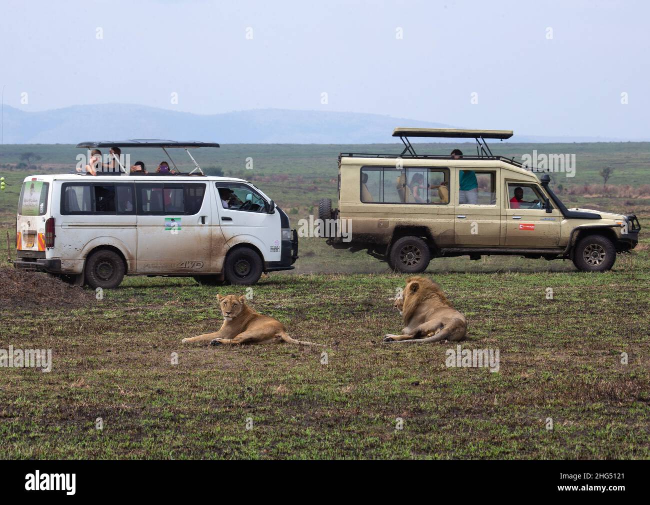 Löwenpaar bereit, sich vor Touristen zu paaren, Rift Valley Province, Maasai Mara, Kenia Stockfoto