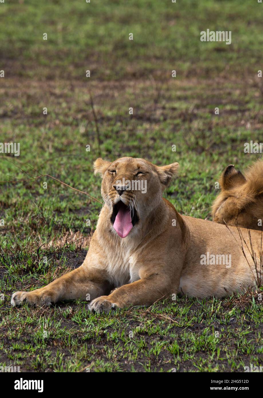 Lioness gähnend, Rift Valley Province, Maasai Mara, Kenia Stockfoto