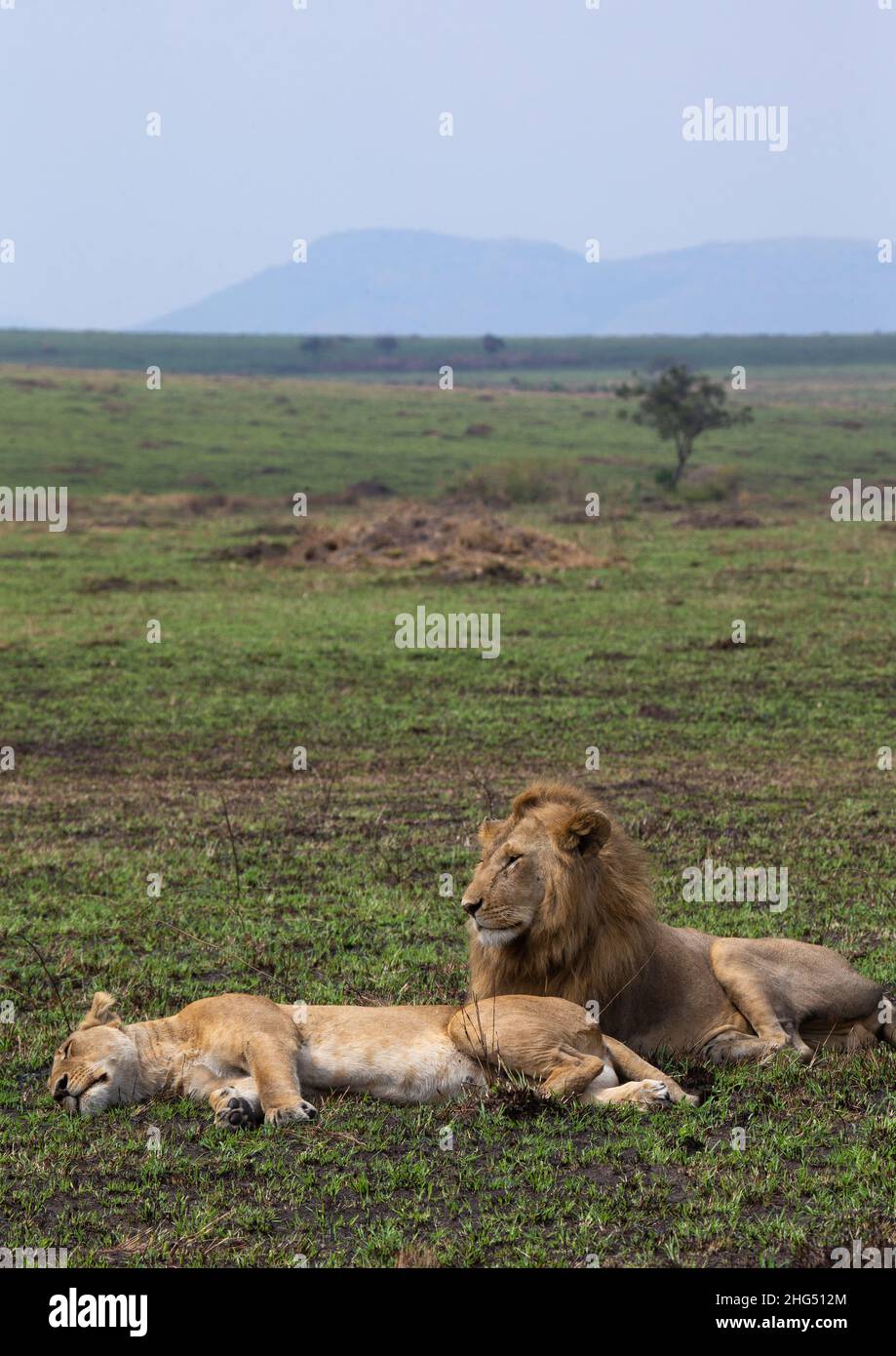 Löwenpaar, das sich nach der Paarung ausruhte, Provinz Rift Valley, Maasai Mara, Kenia Stockfoto
