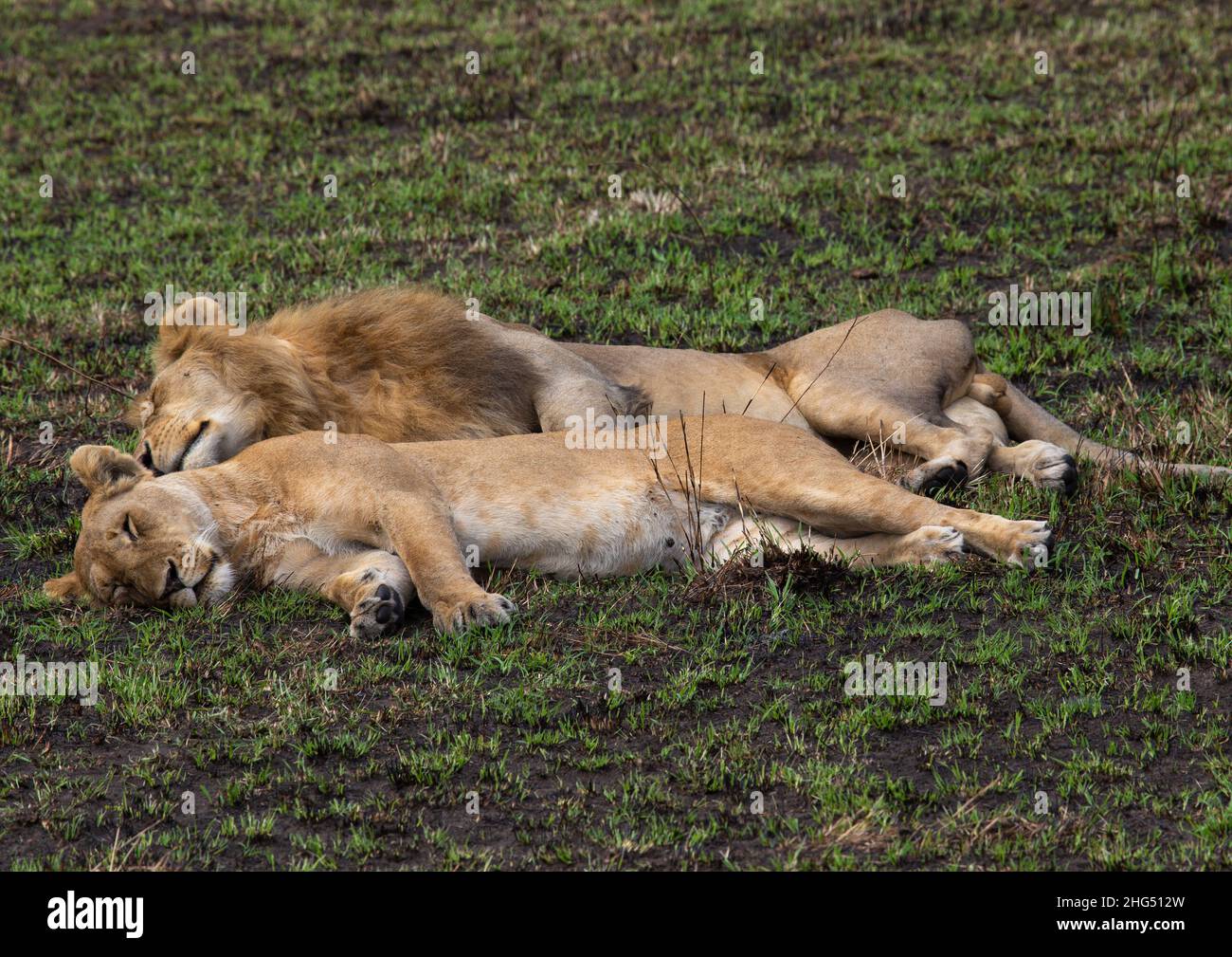 Löwenpaar schläft nach der Paarung, Rift Valley Province, Maasai Mara, Kenia Stockfoto