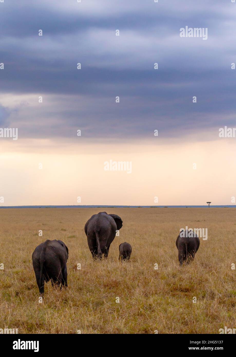 Elefanten (Loxodonta africana), Rift Valley Province, Maasai Mara, Kenia Stockfoto