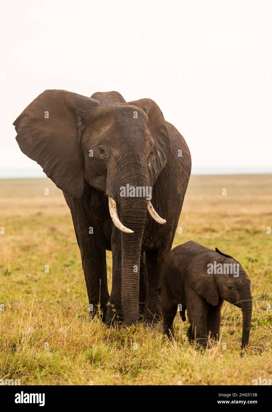 Elefanten (Loxodonta africana), Rift Valley Province, Maasai Mara, Kenia Stockfoto