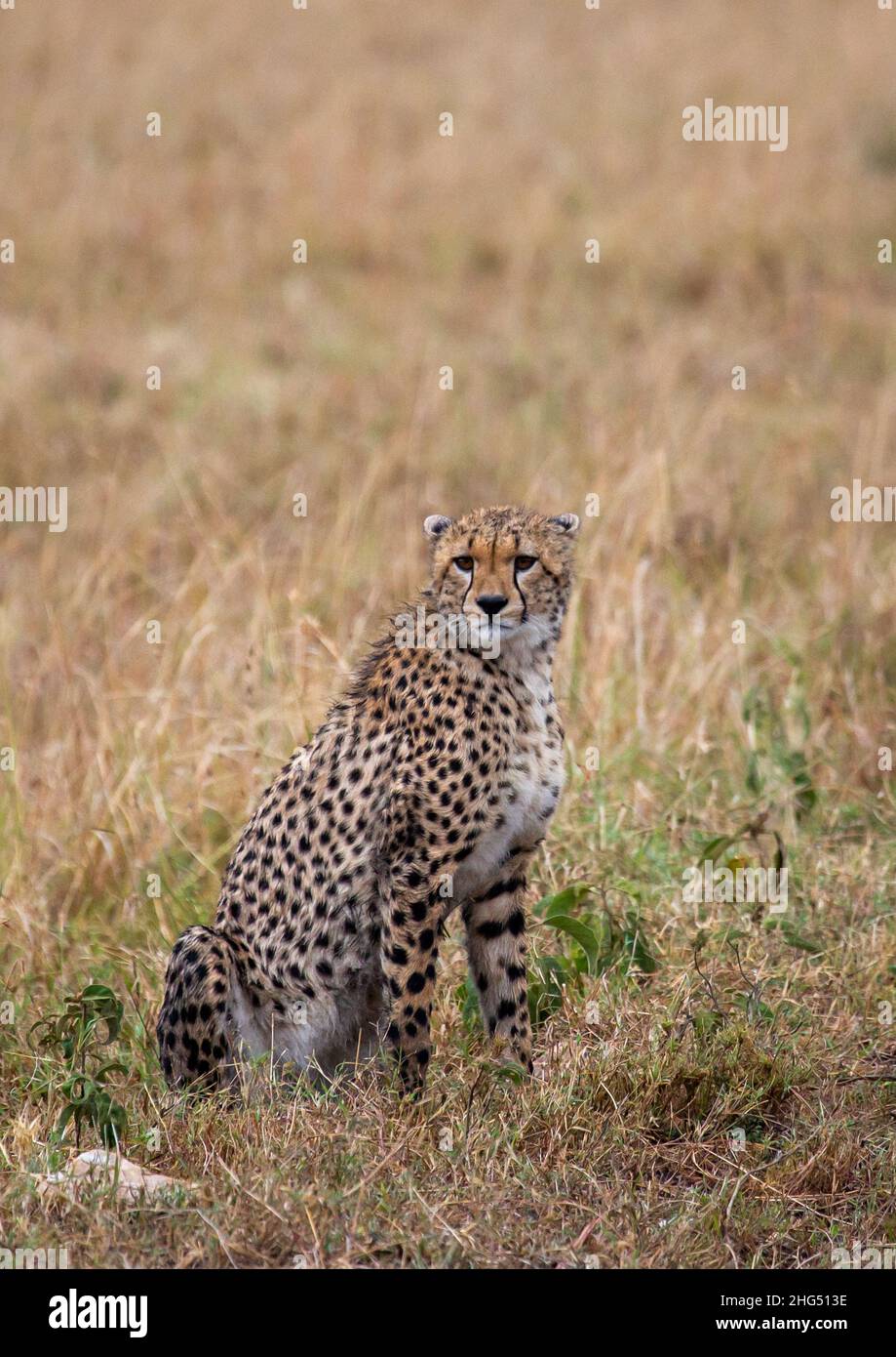 Cheetah (acinonyx jubatus), Rift Valley Province, Maasai Mara, Kenia Stockfoto
