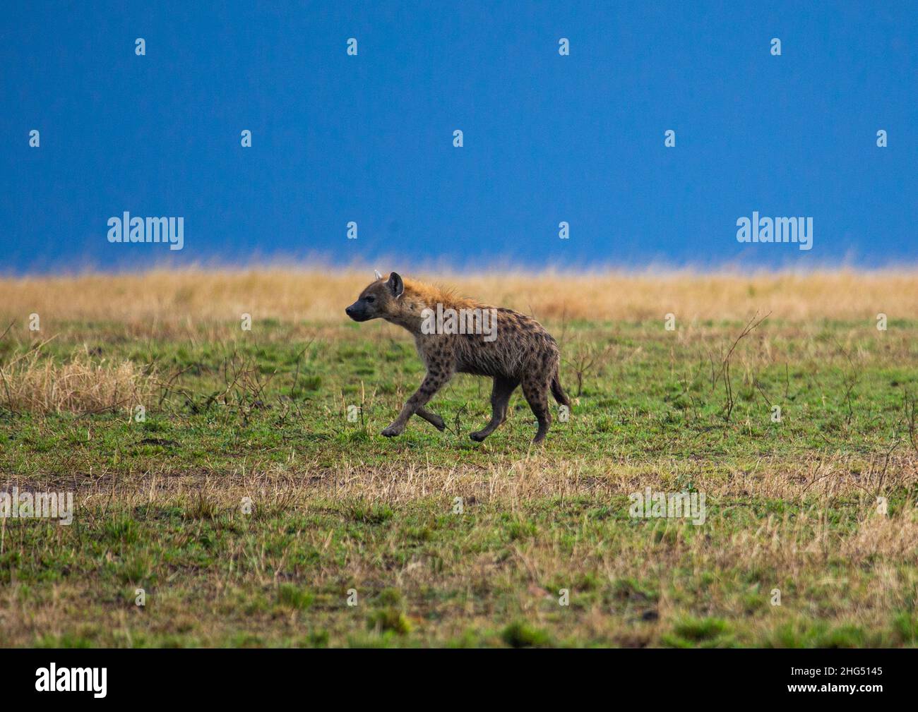 Entdeckt Hyena Running, Provinz Rift Valley, Maasai Mara, Kenia Stockfoto