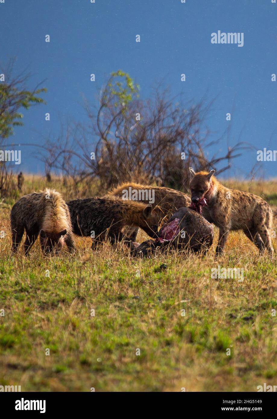 Gefleckte Hyänen, die eine Karkasse essen, Provinz Rift Valley, Maasai Mara, Kenia Stockfoto
