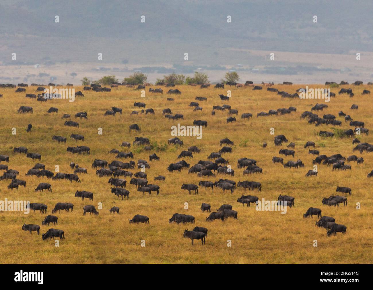 Migration der Gnus, Provinz Rift Valley, Maasai Mara, Kenia Stockfoto