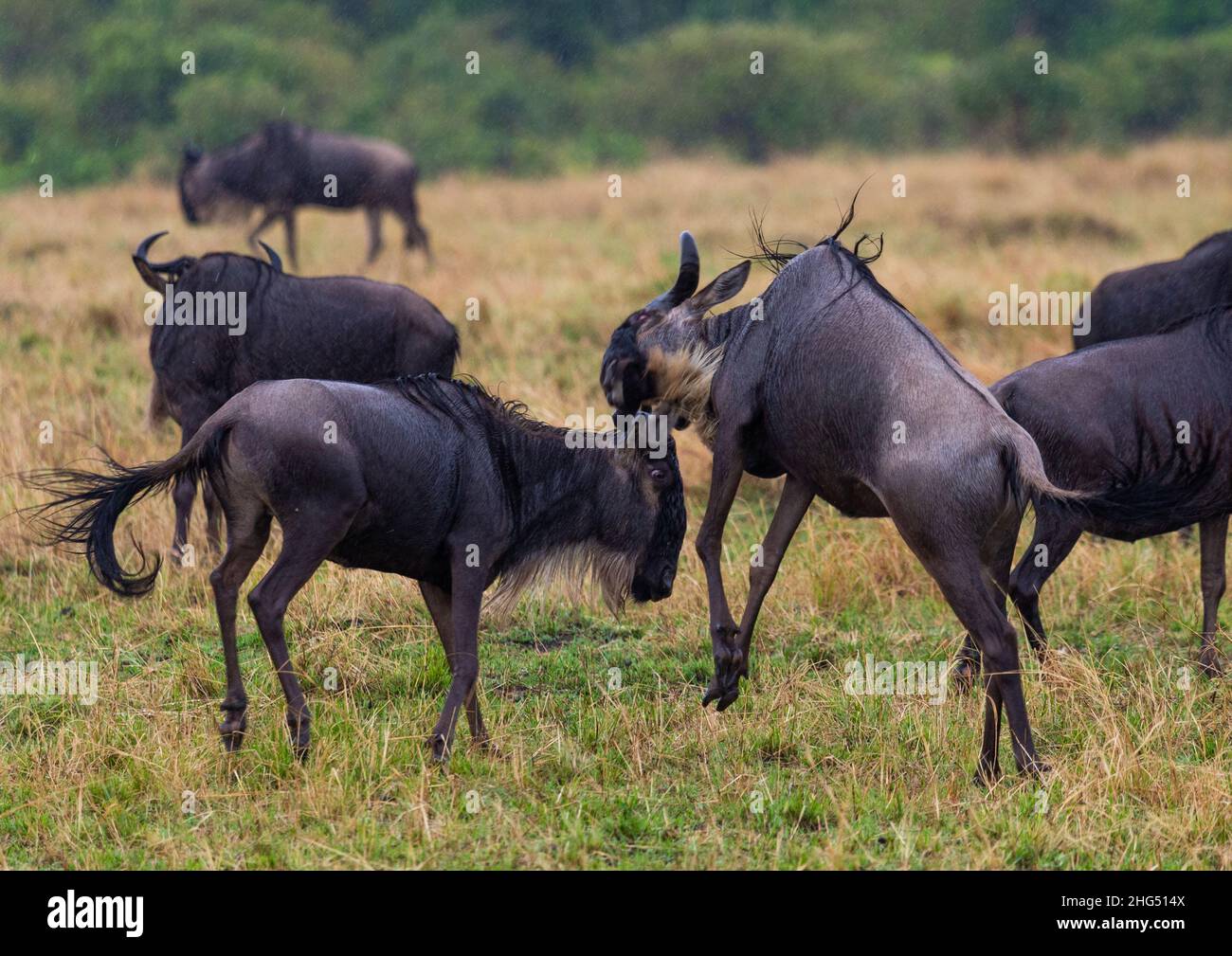 Kampf der Gnus, Provinz Rift Valley, Maasai Mara, Kenia Stockfoto