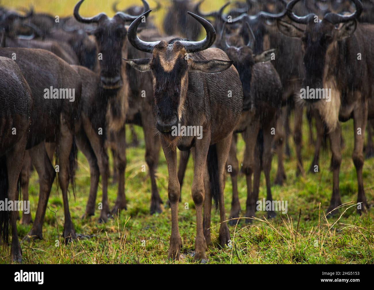Gnus, Provinz Rift Valley, Maasai Mara, Kenia Stockfoto