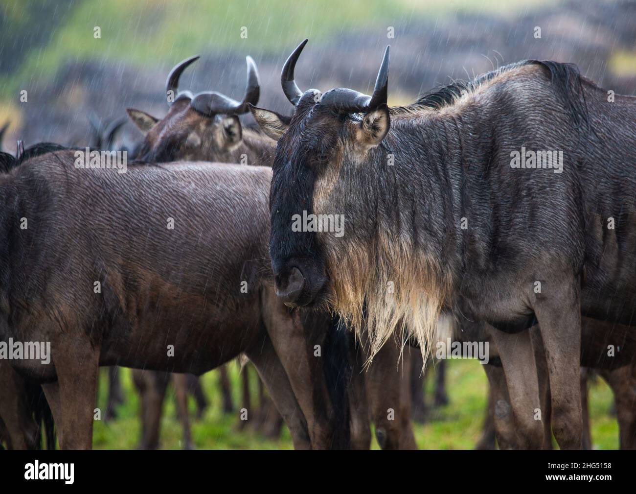 Gruppe von Gnus, Provinz Rift Valley, Maasai Mara, Kenia Stockfoto