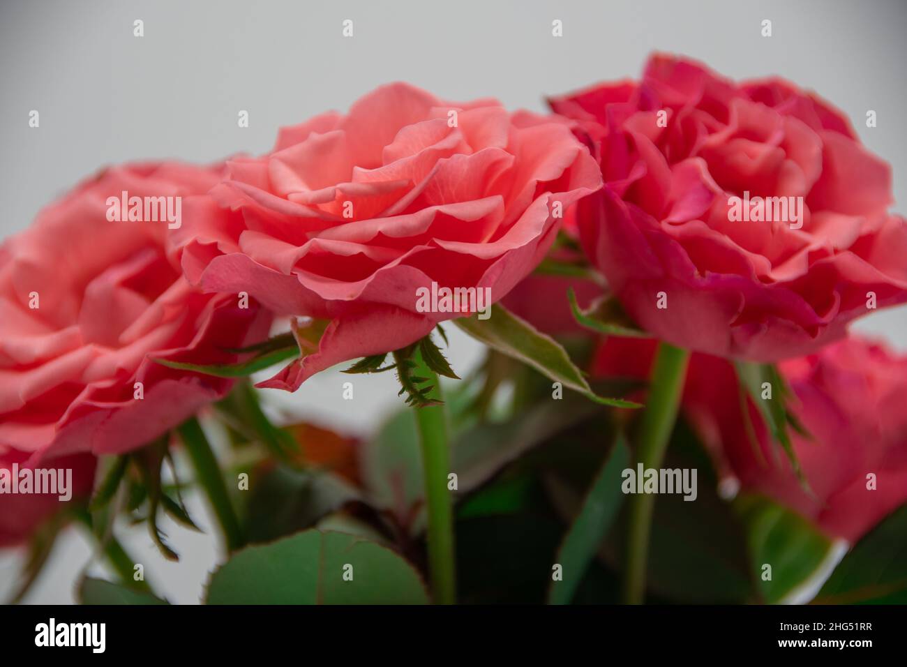 Nahaufnahme von aprikosenfarbenen Rosen Stockfoto