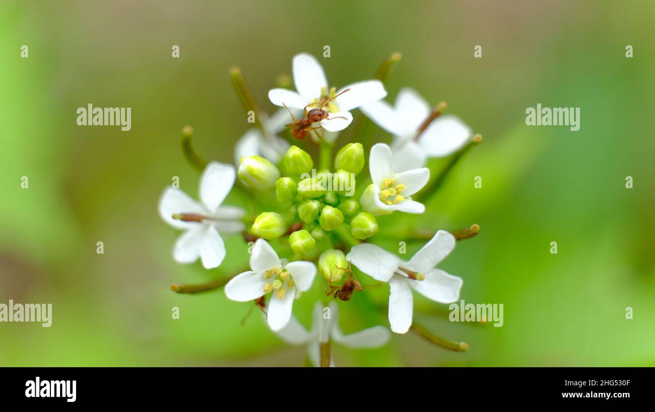 Rote Ameisen, die eine weiße Blume auf ihren Blütenblättern aus nächster Nähe auffinden. Stockfoto