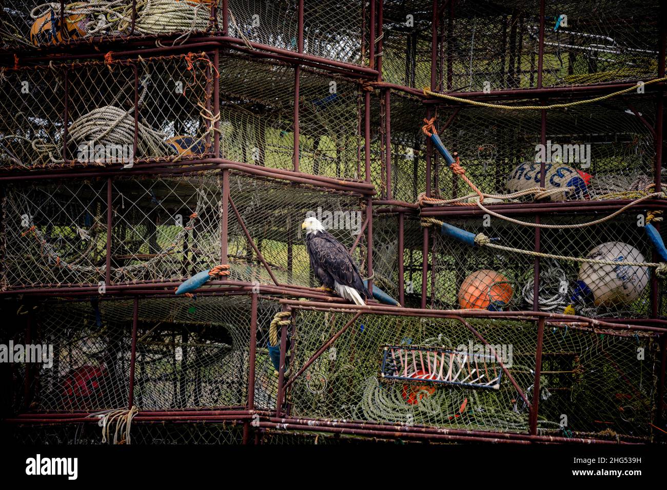 Weißkopfseeadler, der auf Königskrabbenfischen in Dutch Harbour, Unalaska, Aleuten-Inseln sitzt Stockfoto