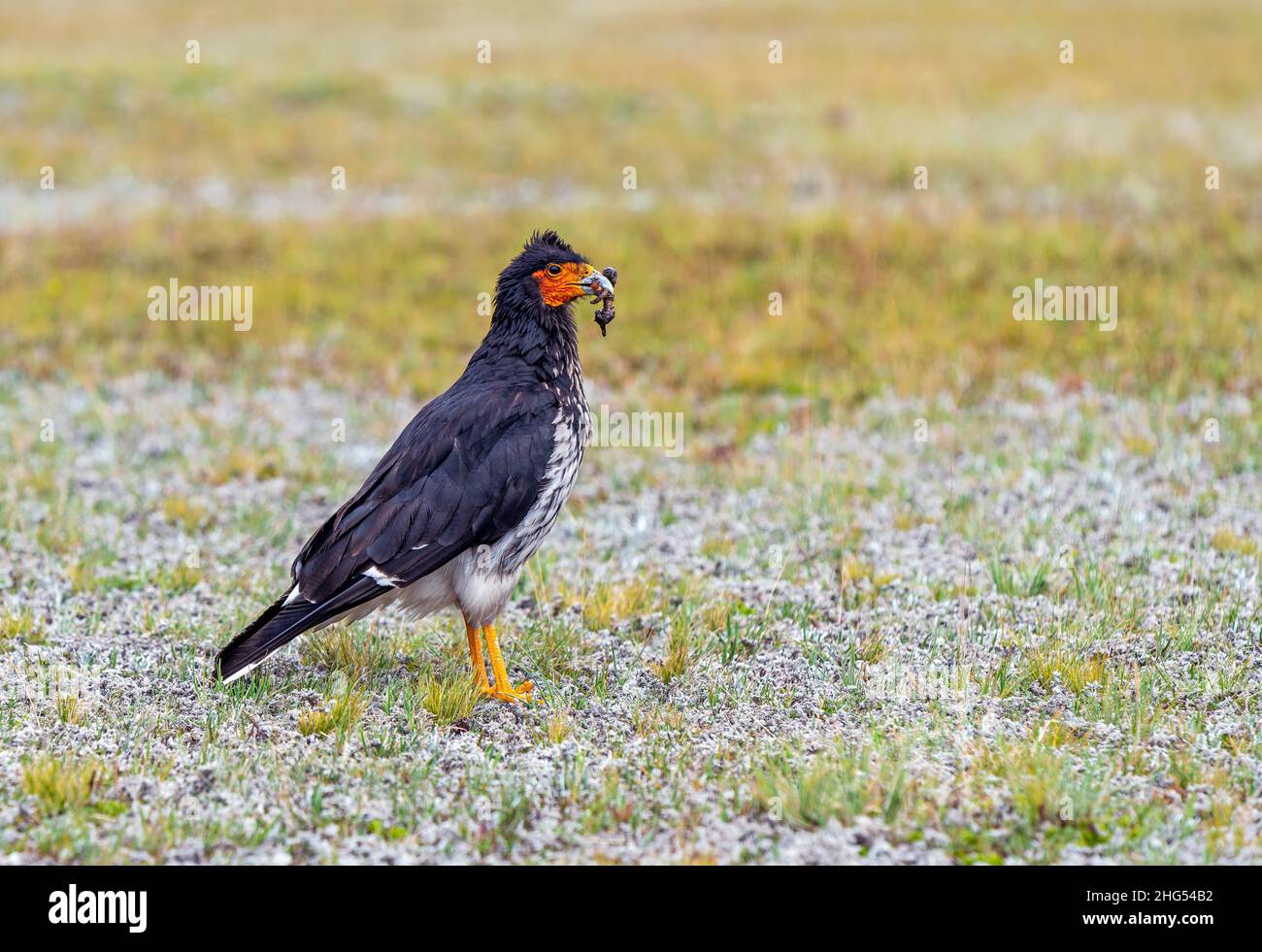 Carunculated Caracara (Phalcoenus carunculatus), der Centipede isst, Cotopaxi-Nationalpark, Quito, Ecuador. Stockfoto