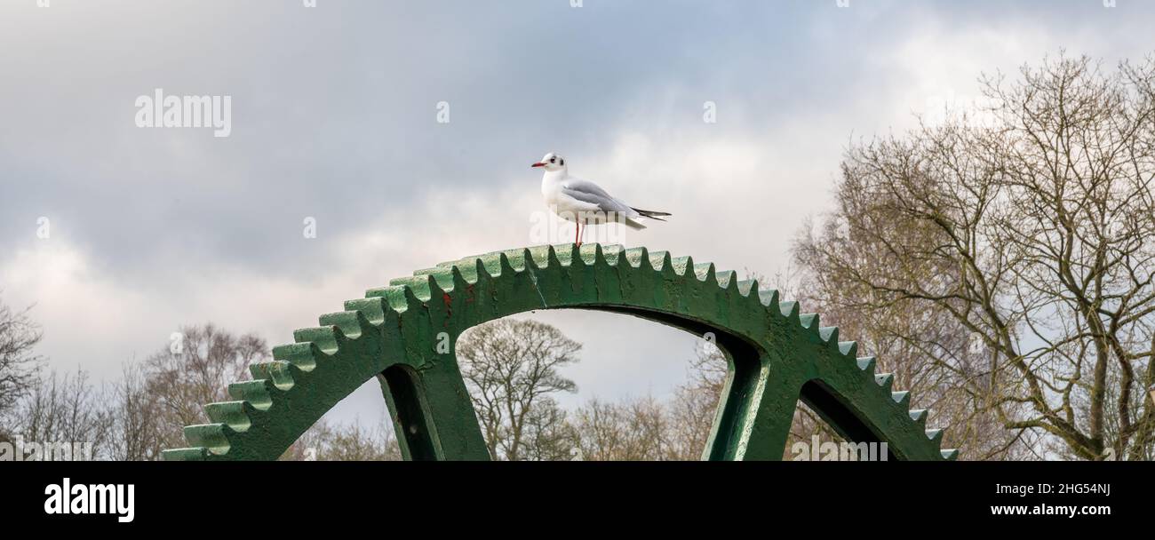 Möwe auf dem alten Mühlrad am Wehr in der Nähe von Wetherby Bridge, Wetherby, North Yorkshire, England, Großbritannien. Stockfoto