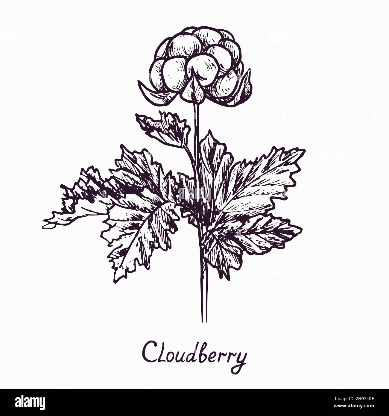 Moltebeere (Rubus chamaemorus) Stamm mit Beeren und Blättern, skizzieren einfache Doodle Zeichnung mit Inschrift, Tiefdruck-Stil Stockfoto