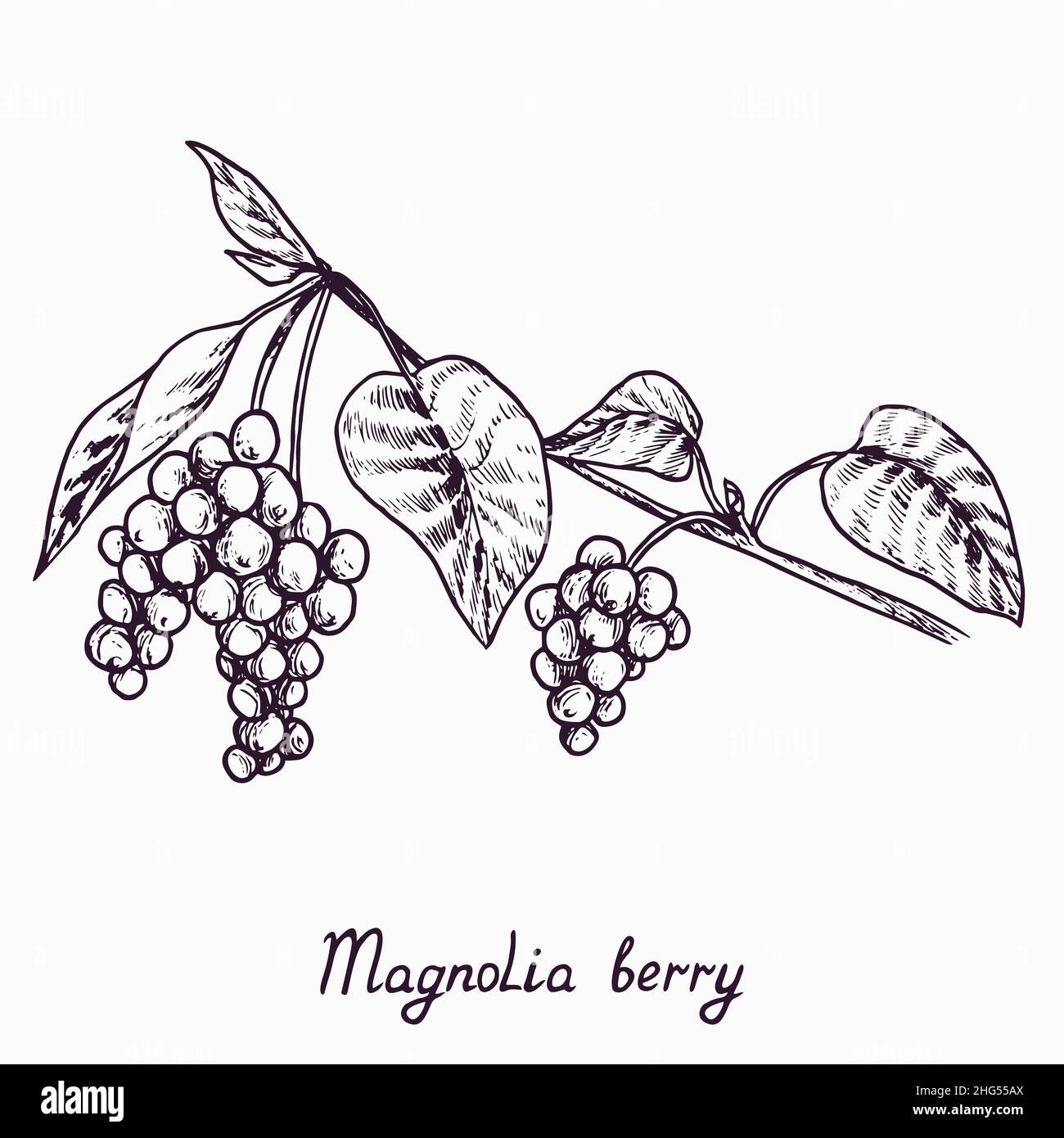 Magnolia Beerenzweig mit Beeren und Blättern, skizzieren einfache Doodle Zeichnung mit Inschrift, Tiefdruck-Stil Stockfoto