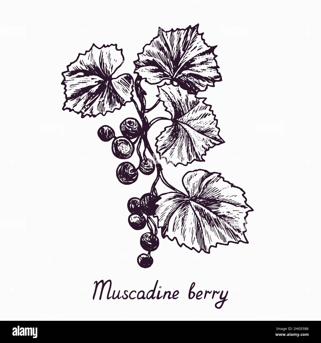 Muscadine Beere Zweig mit Beeren und Blättern, skizzieren einfache Doodle Zeichnung mit Inschrift, Tiefdruck-Stil Stockfoto