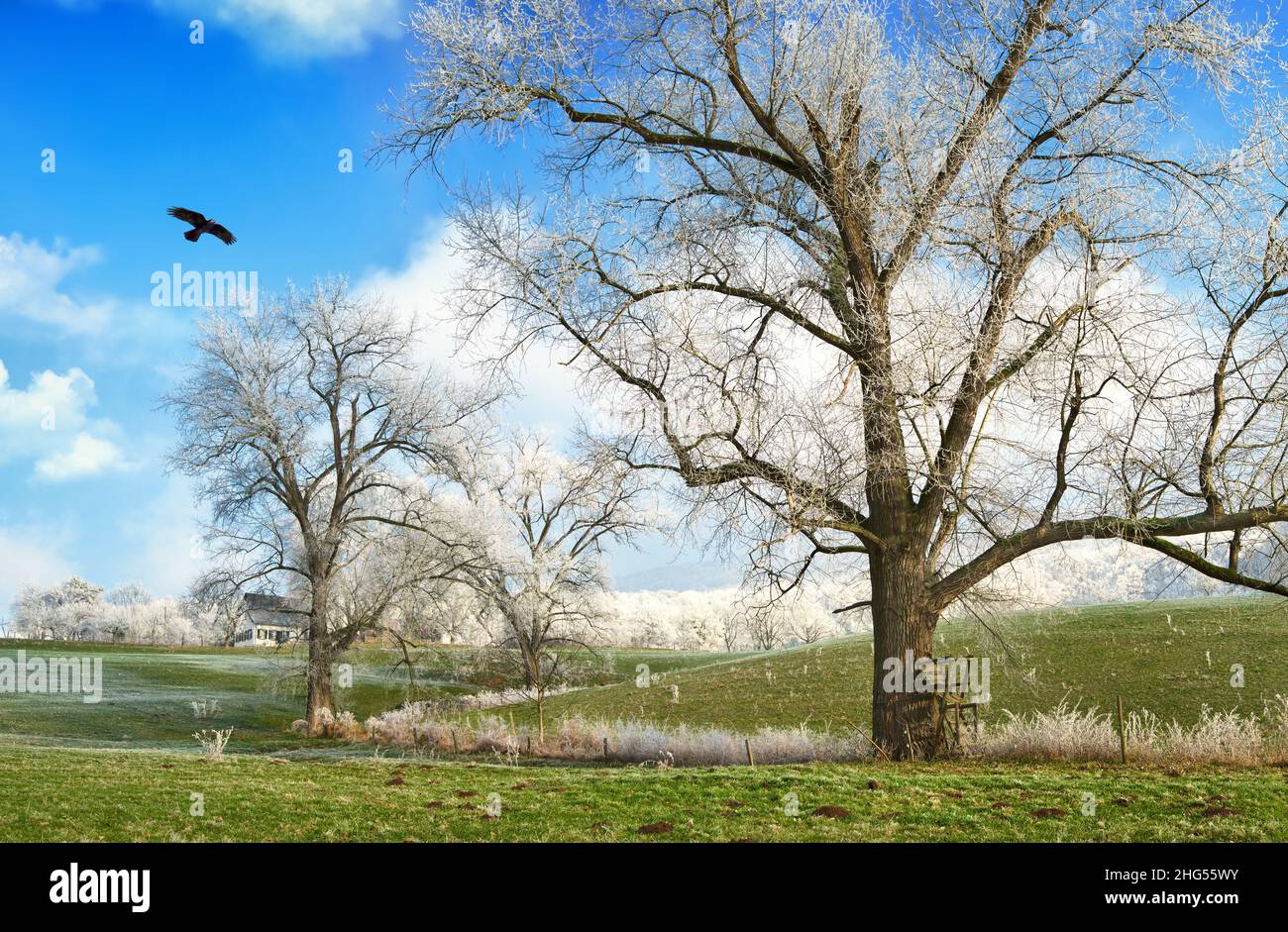 Winterlandschaft mit alten Bäumen mit Raureif auf einer gefrorenen grünen Weide, blauem Himmel, weißen Wolken und einem fliegenden Vogel Stockfoto