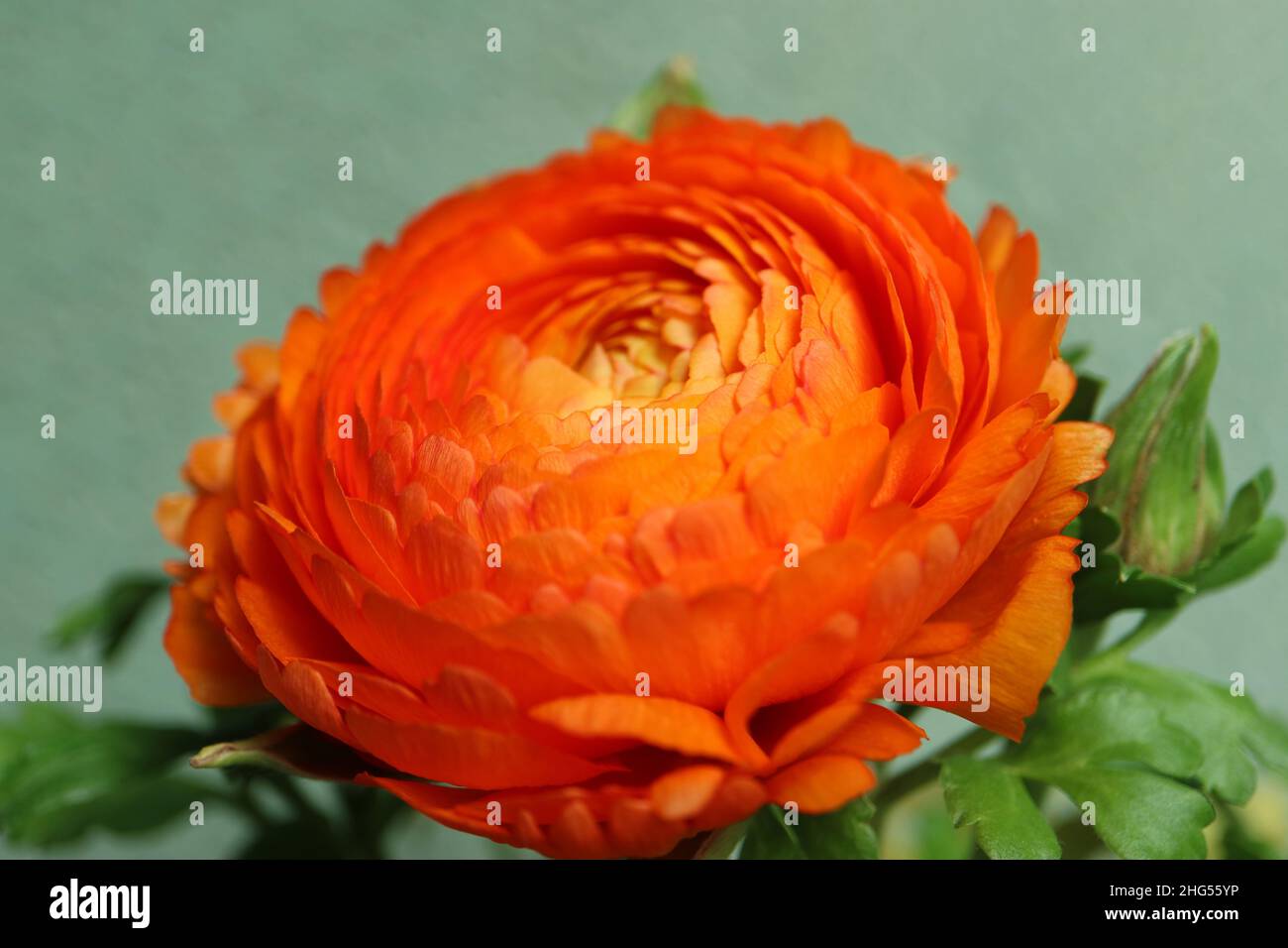 Orange Farbe Ranunculus auf grünem Wandhintergrund, orange Ranunculus mit zarten Blütenblättern und grünen Blättern, blühendes Blütenmakro, Blütenkopf, Stockfoto